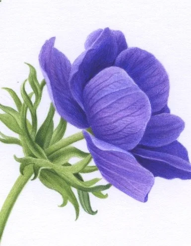 Two Purple Anemones